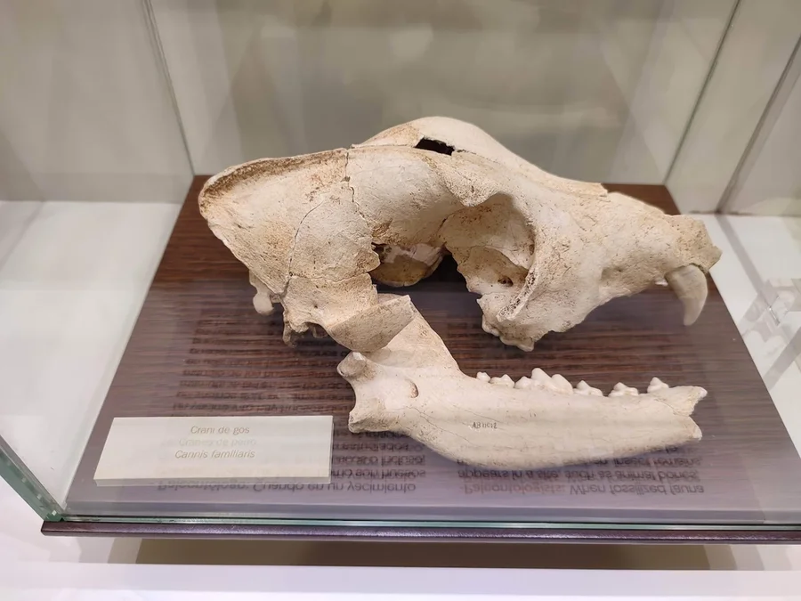 Archaeological Museum MAGA dinosaur exhibition